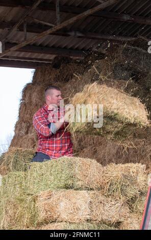 Der Landwirt verlagern Heuballen vom Traktoranhänger zum Lagerplatz Auf dem Bauernhof Stockfoto