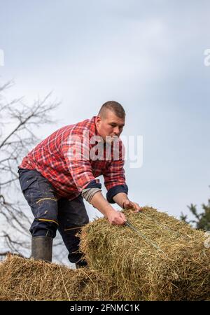 Der Landwirt verlagern Heuballen vom Traktoranhänger zum Lagerplatz Auf dem Bauernhof Stockfoto