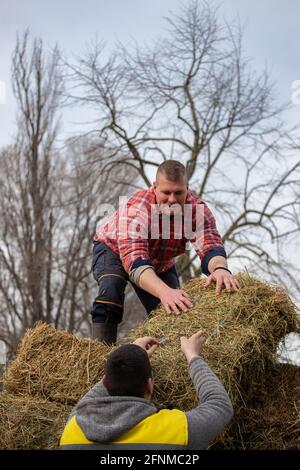 Zwei Landwirte verlagern Heuballen vom Traktoranhänger in die Lagerung Platz auf dem Bauernhof Stockfoto