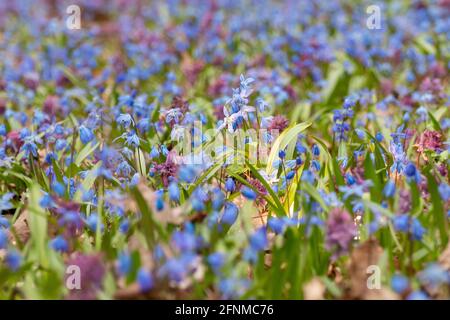 Magisches Licht, das von blühendem Rasen mit hübschem blauem Scilla bifolia squill und purpurem Corydalis Cava im wilden sonnigen Wald leuchtet. Frühling Blumen Details w Stockfoto