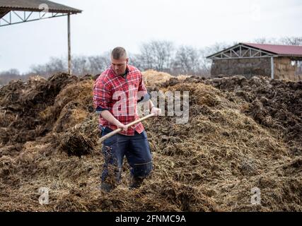 Landwirt, der mit Heugabel in Naturdünger arbeitet, stapelt sich auf Ackerland Stockfoto