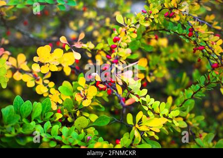 Zweige der Berberitze, Blätter und roten Beeren im Herbst. Berberis vulgaris. Stockfoto
