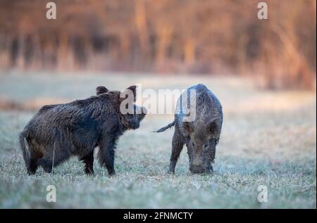 Zwei Wildschweine (sus scrofa ferus) kämpfen auf der Wiese vor dem Wald um Futter. Wildtiere in natürlichem Lebensraum Stockfoto