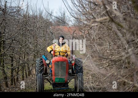 Begeisterter Landwirt fährt Traktor in Obstgarten im Winter Stockfoto