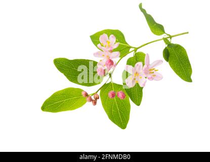 Zweig mit kleinen hellrosa Blüten der Geißelbohne (Tatarische Geißelbohne) isoliert auf weißem Hintergrund. Selektiver Fokus. Stockfoto