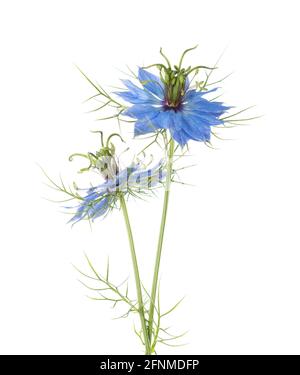 Zwei Blüten von Nigella Damascena isoliert auf weißem Hintergrund. Stockfoto