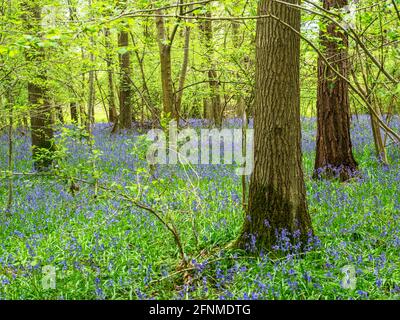 Bluebells in Great Wood Goldsborough in der Nähe von Knaresborough North Yorkshire England Stockfoto