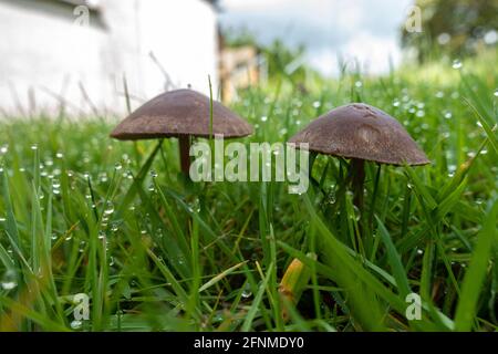 Ein paar braune Pilze wachsen auf einem Rasen in einem Garten. Stockfoto