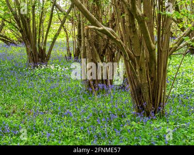 Blühende Bluebells im Frühling bei Pikeshaw Wood Goldsborough in der Nähe Knaresborough North Yorkshire England Stockfoto