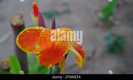 Aus der Nähe sind Cannas großblütige, krautige Gartenpflanzen in der Familie Cannaceae. Stockfoto