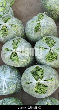 Der Chili aus Nahuatl chīlli ist die Beerenfrucht von Pflanzen der Gattung Capsicum Stockfoto