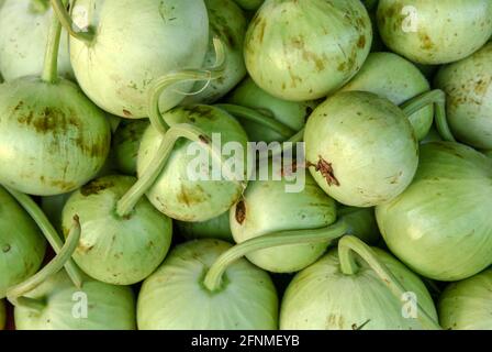 Sie gehört zur Familie der Kürbisse - Cucurbitaceae und ist eine laufende oder kletternde Rebe. Die Frucht wird jung geerntet und als Gemüse verwendet Stockfoto