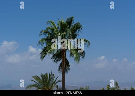 Palme unter einem blauen Himmel in Màlaga Spanien Palme Unter blauem Himmel in Malaga Spanien Stockfoto