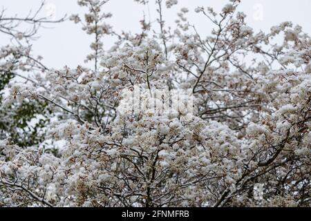 Amelanchier lamarckii blühen auf einem Baum in einem Garten in Surrey, Südostengland, nach unsaisonalem Schnee Ende April und niedrigen Temperaturen Stockfoto