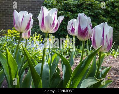 Im späten Frühjahr blühende Tulpe 'Shirley' in Blüte, die in einem Garten in Surrey, Südostengland, wächst, cremig-weiß mit violettem Rand Stockfoto