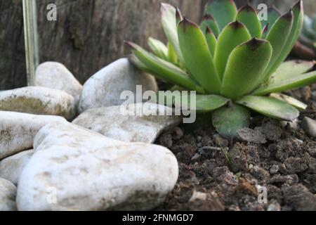 Garten Stockfoto