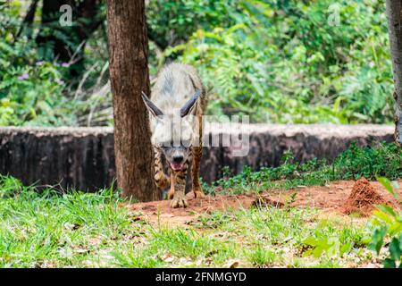 Rotfuchs, der in einem indischen Nationalpark in seiner Grenze spaziert, aus nächster Nähe. Stockfoto