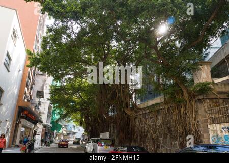 Mauerwerk Wandbäume in Hollywood Road, Sheung Wan, Hongkong. Ziegelwand mit Wurzeln befestigt Stockfoto