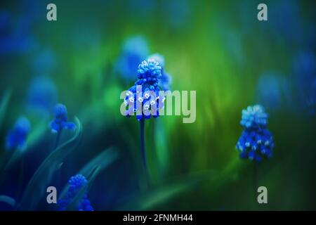 Im Sommer wachsen auf einer Lichtung wunderschöne, duftende Muskariblüten unter jungen grünen Gräsern. Natur. Makro. Stockfoto