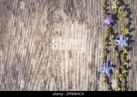 Blaue Tintenblüten oder scilla siberica und junge Blätter auf Holzgrund mit Kopierraum. Frühlingshafte natürliche Textur, flach liegend, Draufsicht. Alt We Stockfoto