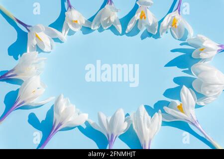 Weiße Krokusblüten auf sanftem blauen Hintergrund im Kreis. Flacher, weicher Rahmen mit Blumenmuster im Frühfrühling mit Platz für eine Karte und ein Banner Stockfoto