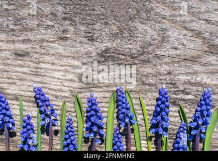 Anfang Frühling blumig flach legen. Blaue Traubenhyazinthe oder Muscari-Blüten auf altem verwitterten Holzhintergrund mit Kopierraum, Draufsicht. Für Karten und banne Stockfoto