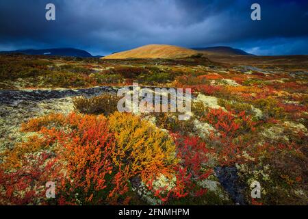 Sonnenbeschienene Berge und auffällige Herbstfarben in den offenen und weiten Landschaften im Dovrefjell Nationalpark, Dovre kommune, Norwegen, Skandinavien. Stockfoto