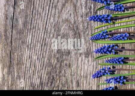 Blaue Traubenhyazinthe oder Muscari-Blüten auf altem verwitterten Holzhintergrund mit Kopierraum. Frühes Frühjahr florale flache Lage, Draufsicht für Karten und Banner Stockfoto