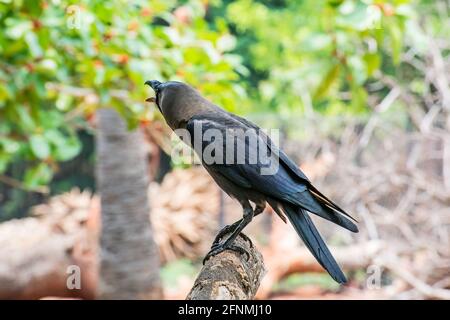 Eine Krähe, die auf einem Ast sitzt und in einem öffentlichen Park krächzt. Stockfoto