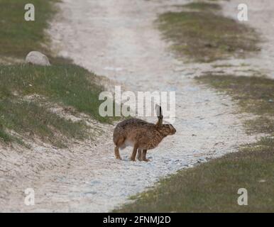 Brown Hare Ardnave Point Islay, Innere Hebriden, Schottland, Großbritannien. Stockfoto