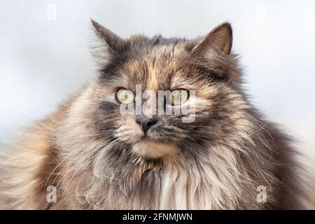 Porträt einer flauschigen dreifarbigen grauen, rothaarigen und weißen Katze mit gelben Augen im Freien. Ernste langhaarige große Erwachsene weibliche Katze auf blauem Hintergrund Stockfoto