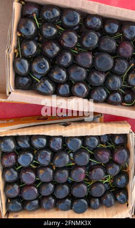 Eine Kirsche ist die Frucht vieler Pflanzen der Gattung Prunus und eine fleischige Steinfrucht Stockfoto