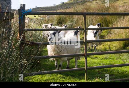 Schottische Schwarzgesichtschäfige auf der Hill Farm, Schottland, hinter dem Feldtor. Stockfoto