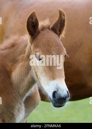 Ein Kopfschuss eines seltenen Suffolk Punch Fohlen. Stockfoto