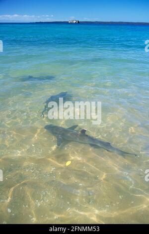 White Tipped Reef Shark - Fütterung in untiefen Triaeonodon ebesus Bartolome Island, Galapagos FI000004 Stockfoto