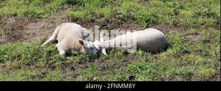 Zwei glückliche Lämmer mit runden Bäuchen im Traumland Stockfoto