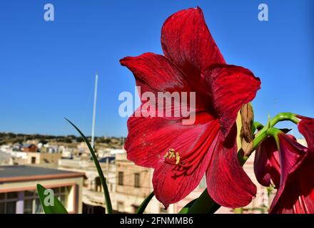 BIRZEBBUGA, MALTA - Dec 12, 2015: Leuchtend rote Amaryllis Blüten in voller Blüte, mit langem Stiel, große Blütenblätter wie ein natürliches Bouquet in einem Dachgarten innen Stockfoto