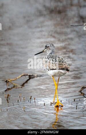 Eine größere gelbe Beine, die am Ufer des Strawberry Creek entlang wandern und nach einer Mahlzeit in einem DCLT-Naturschutzgebiet vor den Toren von Sturgeon Bay WI suchen. Stockfoto