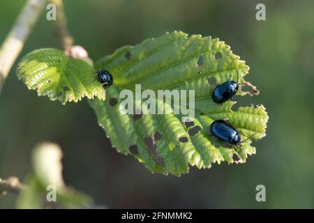 Erwachsene Erlenkäfer (Agelastica alni) füttern im Frühjahr an jungen Blättern von Schwarzerle (Alnus glutinosa), in der Stadt, im April Stockfoto
