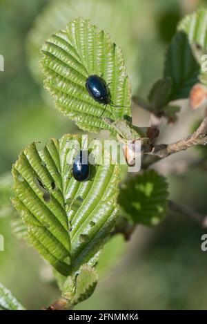 Erwachsene Erlenkäfer (Agelastica alni) füttern im Frühjahr an jungen Blättern von Schwarzerle (Alnus glutinosa), in der Stadt, im April Stockfoto