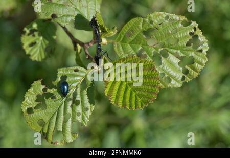 Erwachsene Erlenkäfer (Agelastica alni), die sich im Frühjahr an jungen Blättern von Schwarzerle (Alnus glutinosa) ernähren, in der Grafschaft Bekshire, Mai Stockfoto