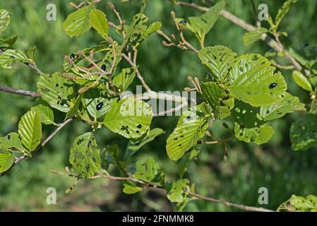 Erwachsene Erlenkäfer (Agelastica alni), die sich im Frühjahr an jungen Blättern von Schwarzerle (Alnus glutinosa) ernähren, in der Grafschaft Bekshire, Mai Stockfoto