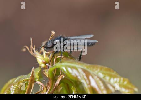 Die ausgewachsene Markugelfliege (Bibio marci) auf Blättern, die um den Markustag herum erscheint, sind gewöhnliche langbeinige, langsam fliegende Insekten, im Mai in der Stadt von Bekshire Stockfoto