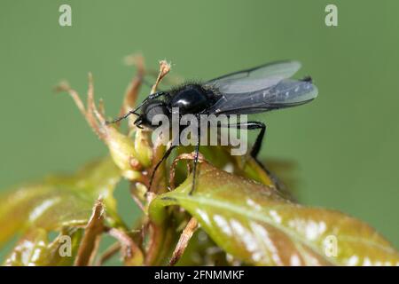 Die ausgewachsene Markugelfliege (Bibio marci) auf Blättern, die um den Markustag herum erscheint, sind gewöhnliche langbeinige, langsam fliegende Insekten, im Mai in der Stadt von Bekshire Stockfoto