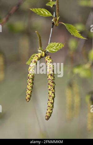 Männliche Kätzchen aus Silberbirke (Betula pendula) öffnen sich und matire mit jungen Blättern und weiblichen Kätzchen entwickeln sich, Berkshire, März Stockfoto