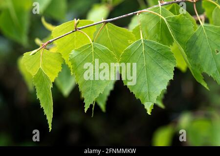 Junge dreieckige Frühlingsblätter mit schlanken Stielen einer silbernen Birke (Betula pendula) in hellem Wald, Berkshire, Mai Stockfoto