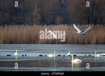 Flusslandschaft im Winter mit Schwanen und wilden Enten, die schwimmen, während zwei stumme Schwäne über dem Wasser fliegen. Wildtiere in natürlichem Lebensraum Stockfoto