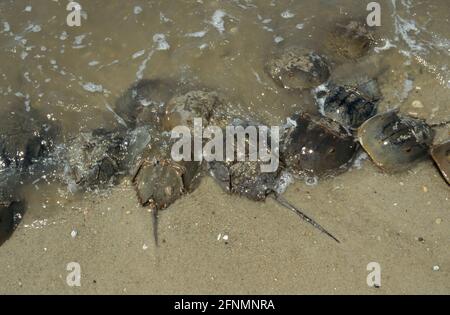 Hufeisenkrabben - Laichen am High Tide Limulus polyphemus Delaware Bay New Jersey, USA IN000233 Stockfoto