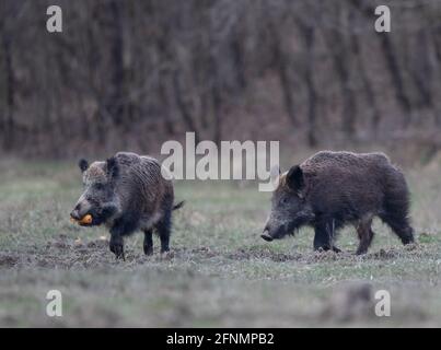 Zwei Wildschweine (sus scrofa ferus), die im Winter auf der Wiese im Wald mit Maiskolben im Mund wandern. Wildtiere in natürlichem Lebensraum Stockfoto