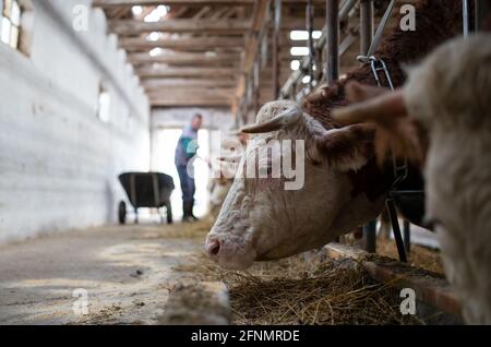 Landwirt füttert Kühe im Stall mit Heu von Schubkarre Stockfoto
